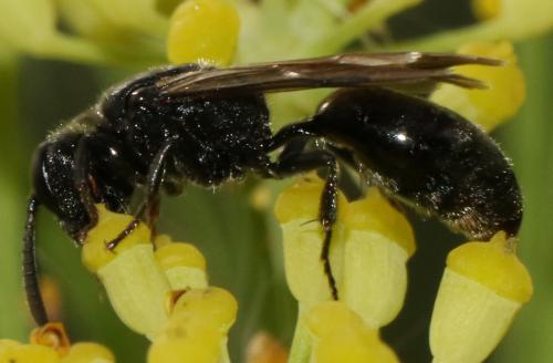 Réf. 190 043 : Psenulus fuscipennis